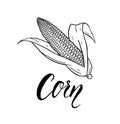 Corn hand drawn lettering food Royalty Free Stock Photo